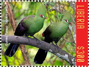 Stamp, Guinea Toraco (Tauraco persa), Liberia,  , Animals (Fauna), Birds