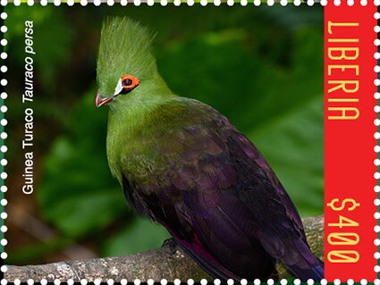 Guinea Toraco (Tauraco persa)