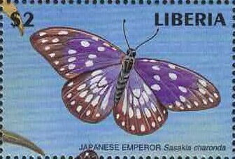 Japanese Emperor (Sasakia charonda)