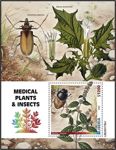 Mentha × piperita and Onthophagus excisus