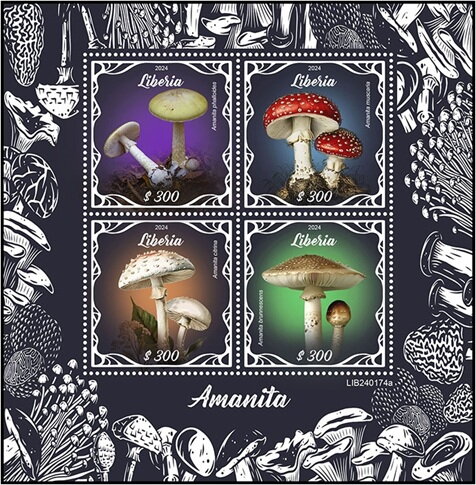 Mushrooms - Amanita