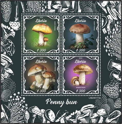 Mushrooms - Penny Bun
