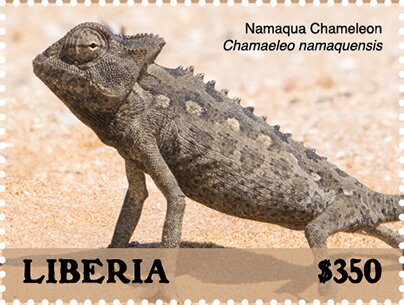 Namaqua Chameleon (Chamaeleo namaquesis)