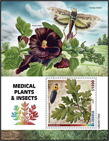 Quercus robur and Cardiophorus maculicollis