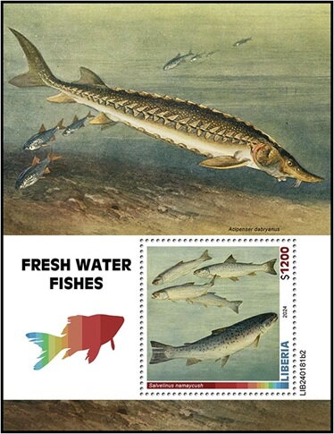 Salvelinus namaycush