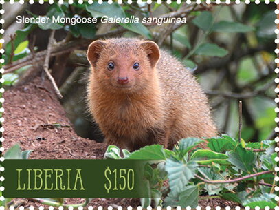 Slender Mongoose (Galerella sanguinea)
