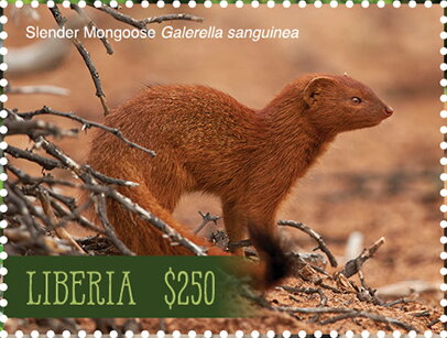 Slender Mongoose (Galerella sanguinea)