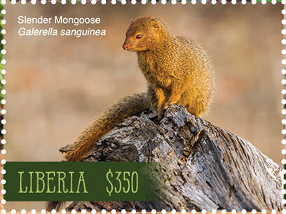Slender Mongoose (Galerella sanguinea)