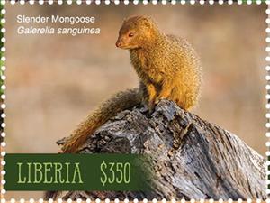 Stamp, Slender Mongoose (Galerella sanguinea), Liberia,  , Animals (Fauna), Mammals