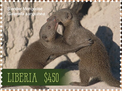 Slender Mongoose (Galerella sanguinea)