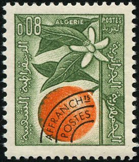 Orange branch and blossom