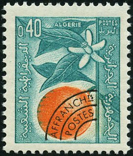 Orange branch and blossom