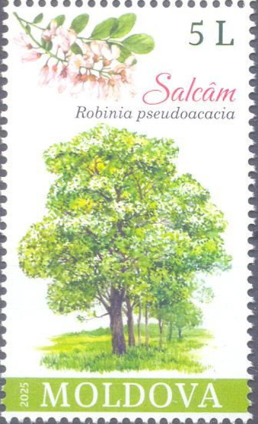 Black Locust (Robinia pseudoacacia)