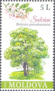 Stamp, Black Locust (Robinia pseudoacacia), Moldova,  , Trees