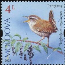 Eurasian Wren (Troglodytes troglodytes)