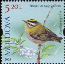 Goldcrest (Regulus regulus)