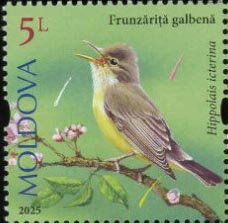 Icterine Warbler (Hippolais icterina)