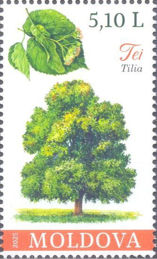 Linden (Tilia sp.)