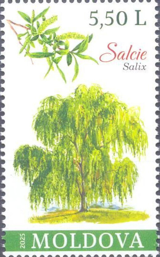 Willow (Salix sp.)