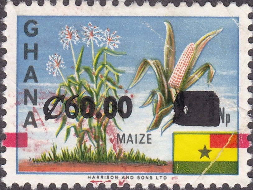 Maize