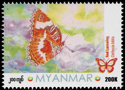 Red Lacewing (Cethosia biblis)