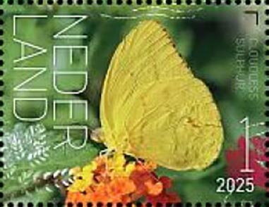 Butterflies of Sint Eustatius