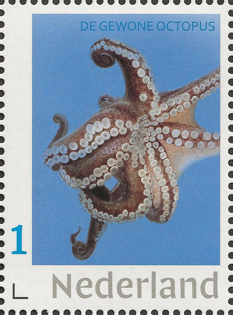 Common Octopus