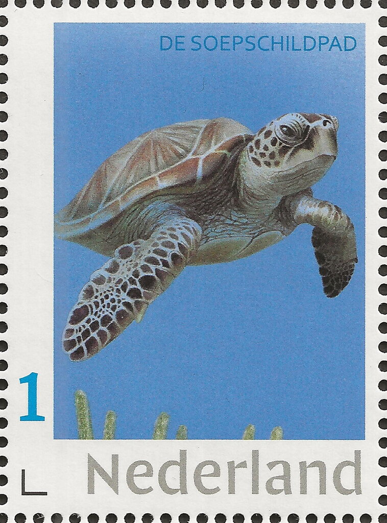 Green Sea Turtle
