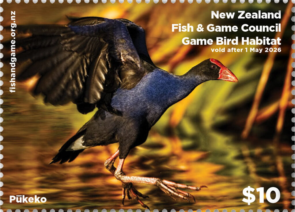 Pūkeko (Porphyrio melanotus)