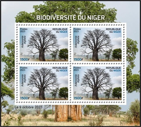 Adansonia digitata