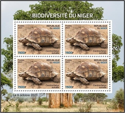 Centrochelys sulcata