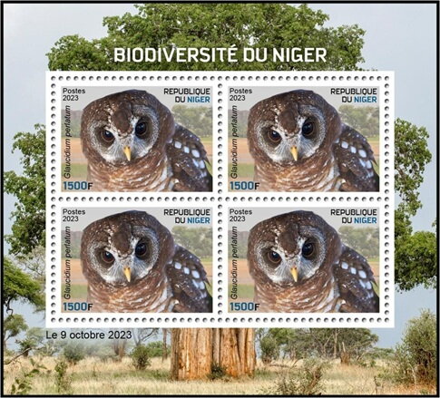Glaucidium perlatum