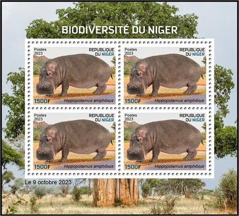 Hippopothamus amphibius