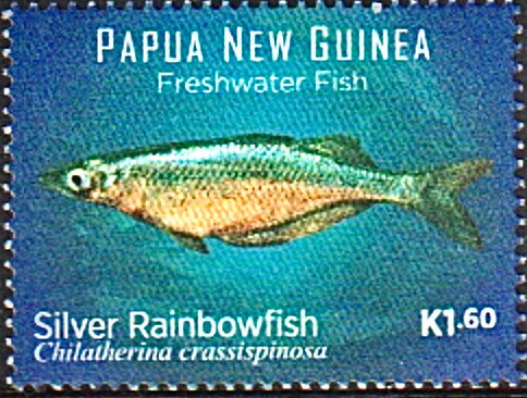 Bulolo Rainbowfish (Chilatherina bulolo)