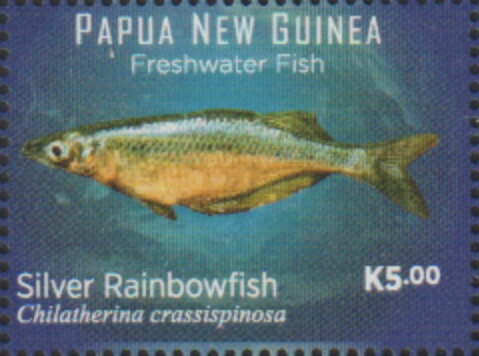 Bulolo Rainbowfish (Chilatherina bulolo)