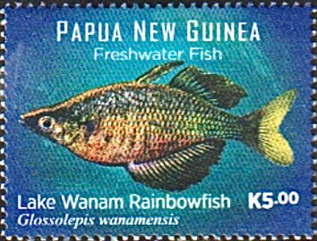 Lake Wanam Rainbowfish (Glossolepis wanamensis)