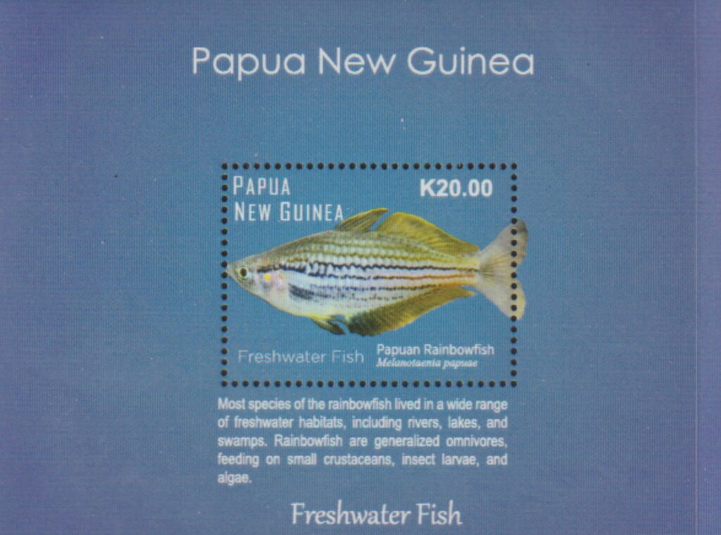 Papuan Rainbowfish (Melanotaenia papuae)
