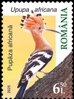African Hoopoe (Upupa africana)
