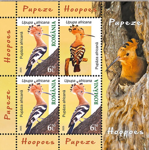 African Hoopoe (Upupa africana)