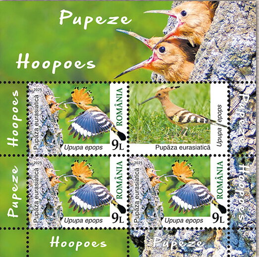 African Hoopoe (Upupa africana)