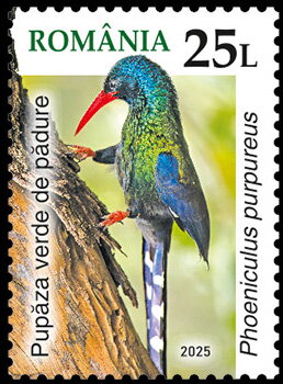 Green Wood Hoopoe (Phoeniculus purpureus)