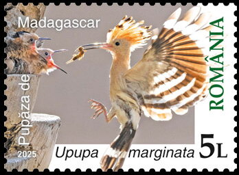 Stamp, Madagascar Hoopoe (Upupa marginata), Romania,  , Animals (Fauna), Birds
