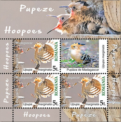 Madagascar Hoopoe (Upupa marginata)