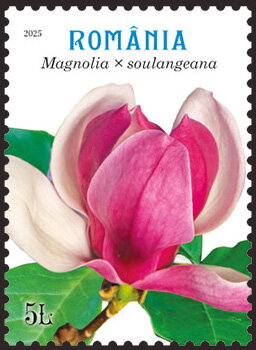 Stamp, Magnolia × soulangeana, Romania,  , Flowers, Plants (Flora)