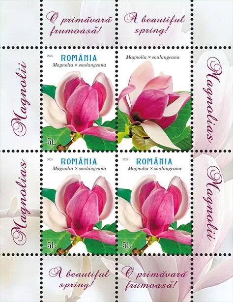 Magnolia × soulangeana