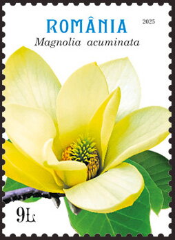 Magnolia acuminata