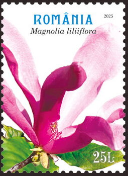 Magnolia liliiflora