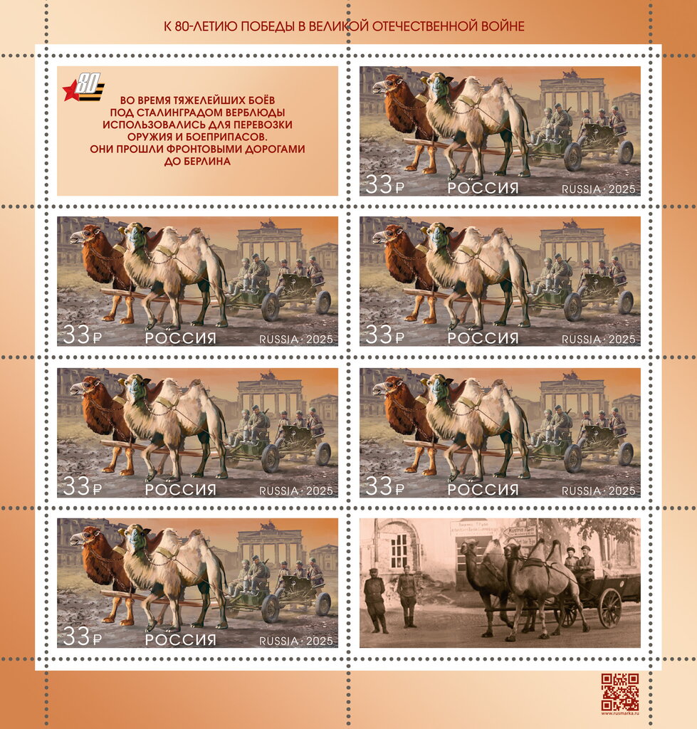 Bactrian Camel (Camelus bactrianus)
