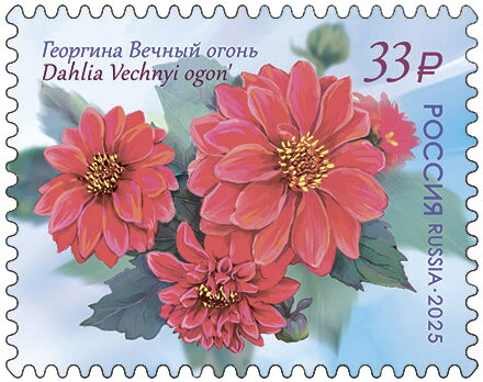 Dahlia Vechny Ogon