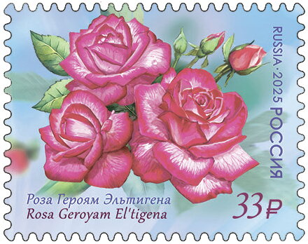 Rose Geroyam Eltigena